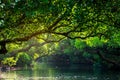 Sicao Mangrove Green Tunnel