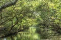 Sicao Mangrove Green Tunnel