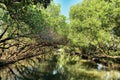 Sicao Mangrove Green Tunnel