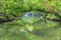 The Sicao Mangrove Green Tunnel