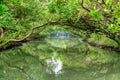 The Sicao Mangrove Green Tunnel