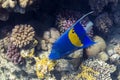 Sichel-Kaiserfisch - Angelfsh in Red Sea, Egyp Royalty Free Stock Photo