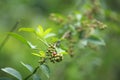 Sichuan Pepper Chinese condiment Zanthoxylum bungeanum Maxim