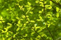 Sichuan pepper leaves