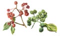 Sichuan pepper, raster illustration