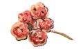 Sichuan pepper, raster illustration