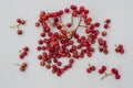 Szechuan pepper, berries and leaves on a white background Zanthoxylum piperitum