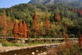 Sichuan Province, China: San Shou Trees Royalty Free Stock Photo