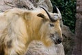 Sichuan takin