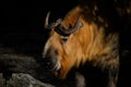 Sichuan Takin - Budorcas tibetanus tibetanus, portrait of beautiful large iconic even-toed ungulates