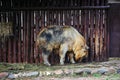 The Sichuan Takin in Moscow Zoo. Royalty Free Stock Photo