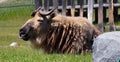 Sichuan Takin