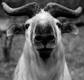 Sichuan takin or Tibetan takin