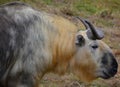 Sichuan takin or Tibetan takin