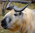 Sichuan takin or Tibetan takin