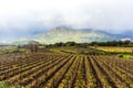 Sicilia, Italy, landscape, wine trees