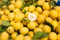 Sicilian citron Royalty Free Stock Photo