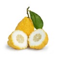 Citron, Citrus Medica, isolated on white background