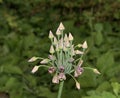 sicilian honey garlic --Allium siculum or Nectaroscordum siculum--.Germany