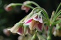 Sicilian honey garlic (Allium siculum)