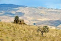 Sicilian landscape with old house, pasture with thistles, Sicily, Italy, Europe Royalty Free Stock Photo