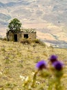 Sicilian landscape with old house, pasture with thistles, Sicily, Italy, Europe Royalty Free Stock Photo