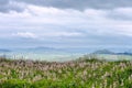 Sicilian landscape in rainy spring day