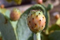 Sicilian prickly pear, Opunzia Ficus Indica species