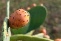 Sicilian prickly pear, Opunzia Ficus Indica species