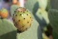 Sicilian prickly pear, Opunzia Ficus Indica species