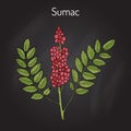 Sicilian sumac Rhus glabra branch with leaves and berries