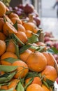 Sicilian Tarocco oranges Royalty Free Stock Photo