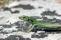 Sicilian Wall Lizard on a Rock Royalty Free Stock Photo