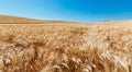 Sicily field of wheat, `Grano di Sicilia`