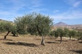 Sicily, Italy landscape with olive trees Royalty Free Stock Photo