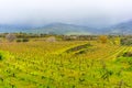 Sicily, Italy, landscape, wine trees