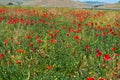 Sicily landscape - red poppy flowers