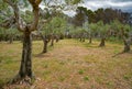 Olive orchard. Agrotourism in Sicily, Italy, Europe Royalty Free Stock Photo