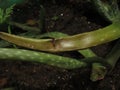 Sick Aloe plant, its scientific name is Aloe vera is a succulent species of the Asphodelaceae family