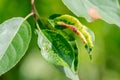 Sick apple tree leaf closeup in summer in sunlight. Rosy apple aphid Dysaphis Plantaginea