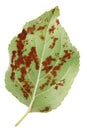 Sick apple tree leaf with with parasitic Phragmidium fungus colo