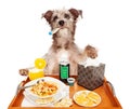 Sick as a Dog Royalty Free Stock Photo