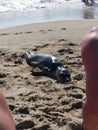 Sick baby seal stranded on the beach