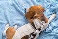 Sick beagle dog slepping after surgery