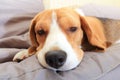 Sick beagle dog on soft chair