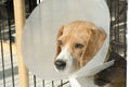 A sick Beagle puppy