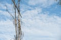 Sick birch tree against the sky. Dying sick forest.