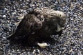 Sick bird of prey sits on a ground Royalty Free Stock Photo