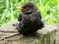 Sick Blackbird