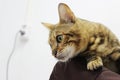 A sick breed cat toyger in the hands of the owner. It is brought for examination and treatment in a veterinary clinic